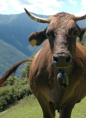 A cow in Nava in the mountains above Griante
